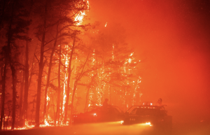 A wildfire in the Pinelands in April 2023 became known as the Jimmy’s Waterhole Fire