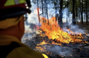 Firefighters manage a "controlled burn" in the Pinelands, a tactic that helps prevent wildfires. 